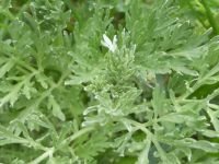 Artemisia absinthium