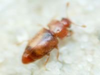Nitidulidae