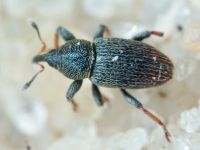 Tychius