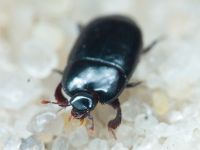 Platylomalus complanatus