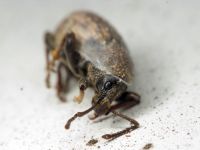 Otiorhynchus raucus