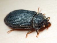 Grynocharis oblonga