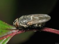 Pollenia rudis