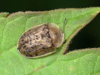 Cassida (Cassida) nebulosa