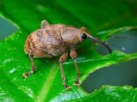Curculio venosus