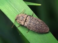 Agrypnus murinus