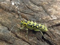 Saperda scalaris