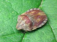 Eurygaster testudinaria