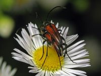 Stenurella bifasciata