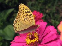 Argynnis pandora