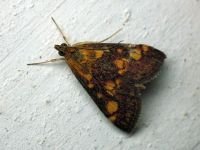 Pyrausta purpuralis