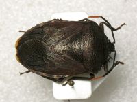 Cyclopelta obscura
