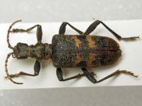 Rhagium mordax