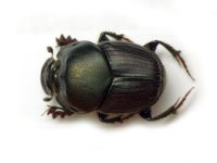 Onthophagus illyricus
