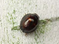 Chilocorus bipustulatus