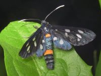 Amata phegea