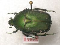 Protaetia ungarica