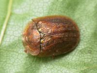 Hypocassida