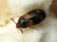 Mycetophagus quadripustulatus