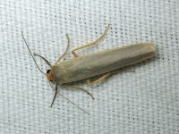 Arctiinae