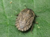 Sciocoris