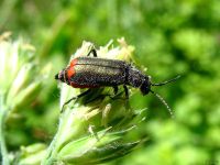 Malachius bipustulatus