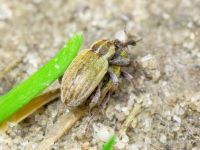 Hypera (Hypera) nigrirostris
