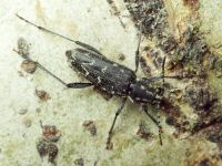 Xylotrechus rusticus