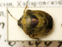 Eysarcoris gibbosus