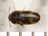 Litargus connexus