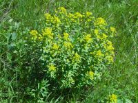 Euphorbia