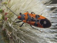 Lygaeus simulans