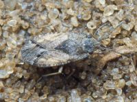 Gonianotus marginepunctatus