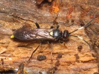 Ichneumon inquinatus