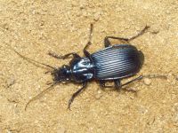 Pterostichus niger