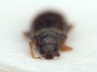 Melanophthalma