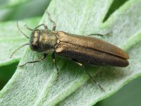 Agrilus zigzag