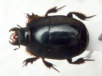 Macrolister major