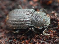 Bolitophagus reticulatus