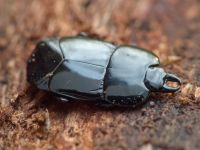 Hololepta plana