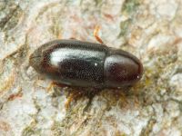 Orthocis perrisi