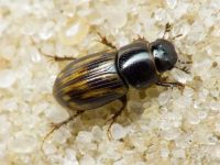 Aphodius
