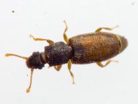 Monotoma bicolor