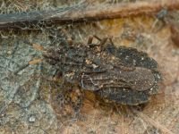 Aradus distinctus