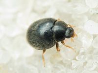Stethorus punctillum