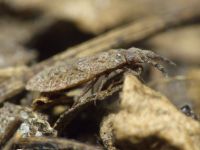 Aradus cinnamomeus