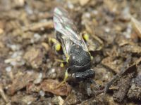 Chalcididae
