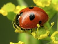 Coccinella quinquepunctata