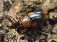 Combocerus glaber