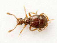 Brachygluta fossulata